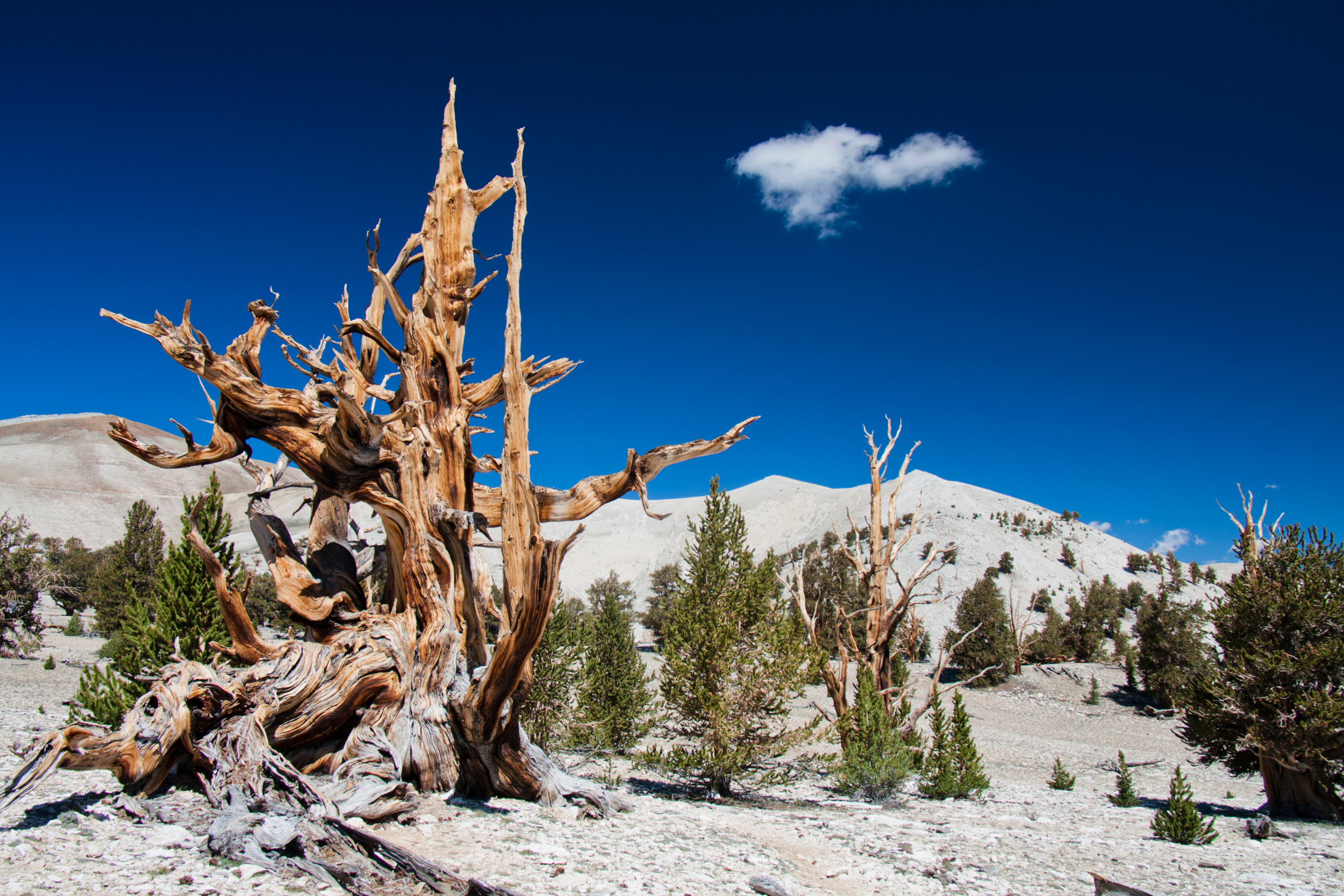 Ancient bristlecone pine forest near Bryce