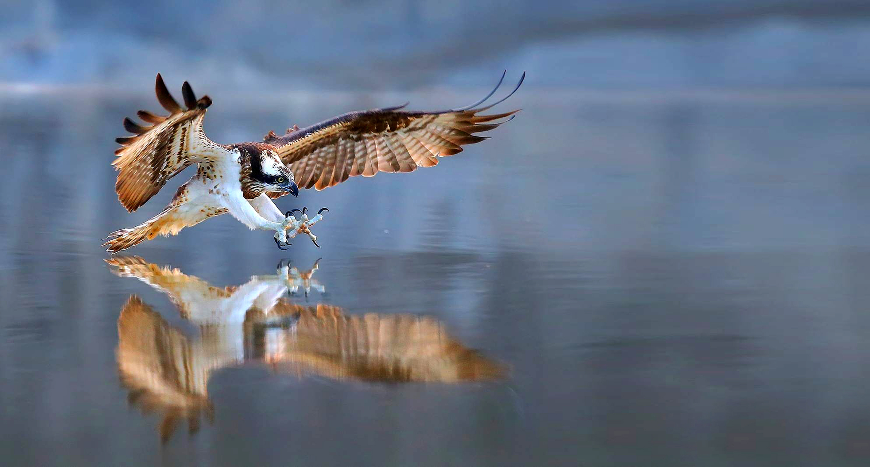 Osprey visible near the Bryce-area ATV trails