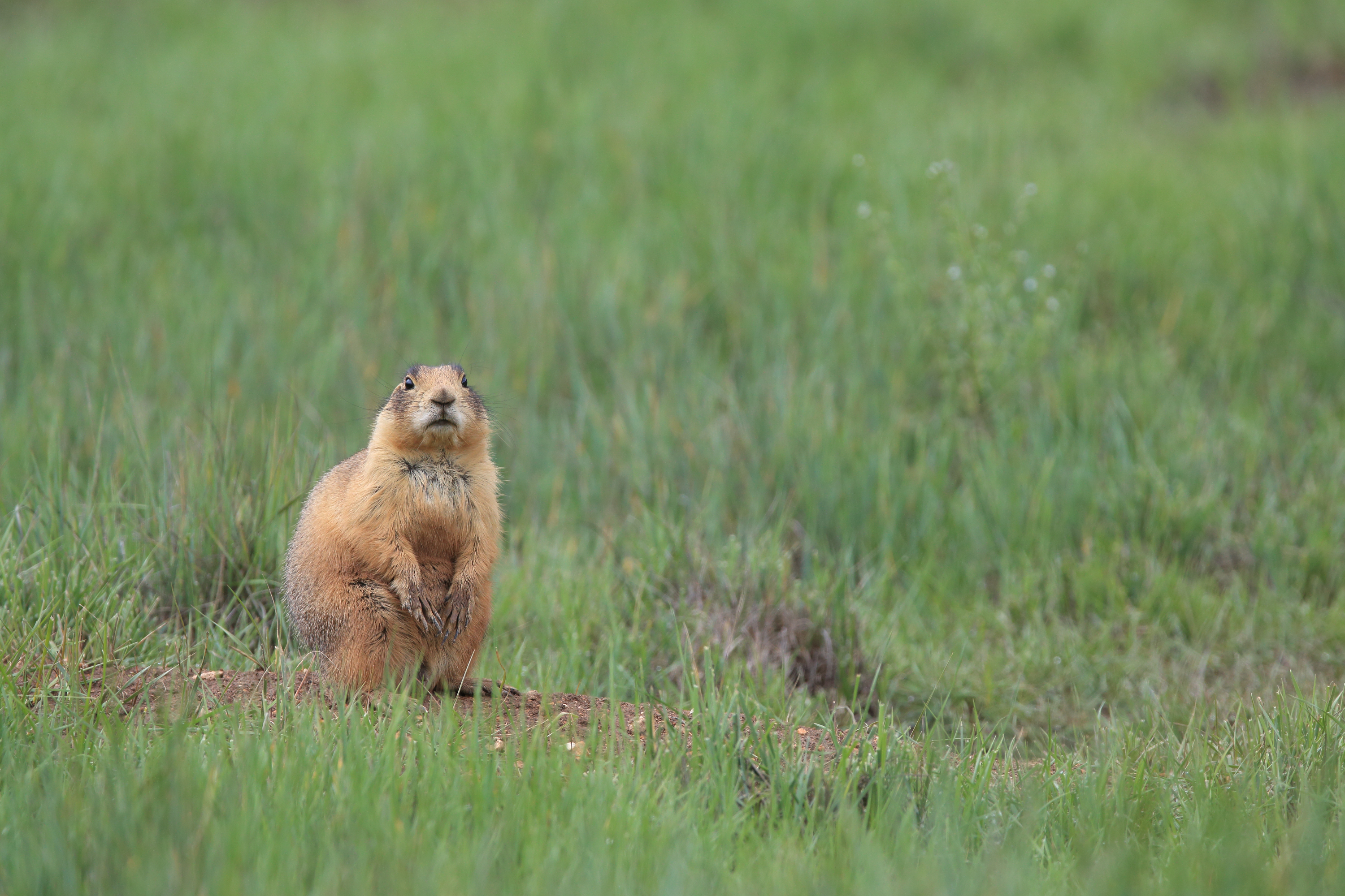 Prairie dog near Bryce trails