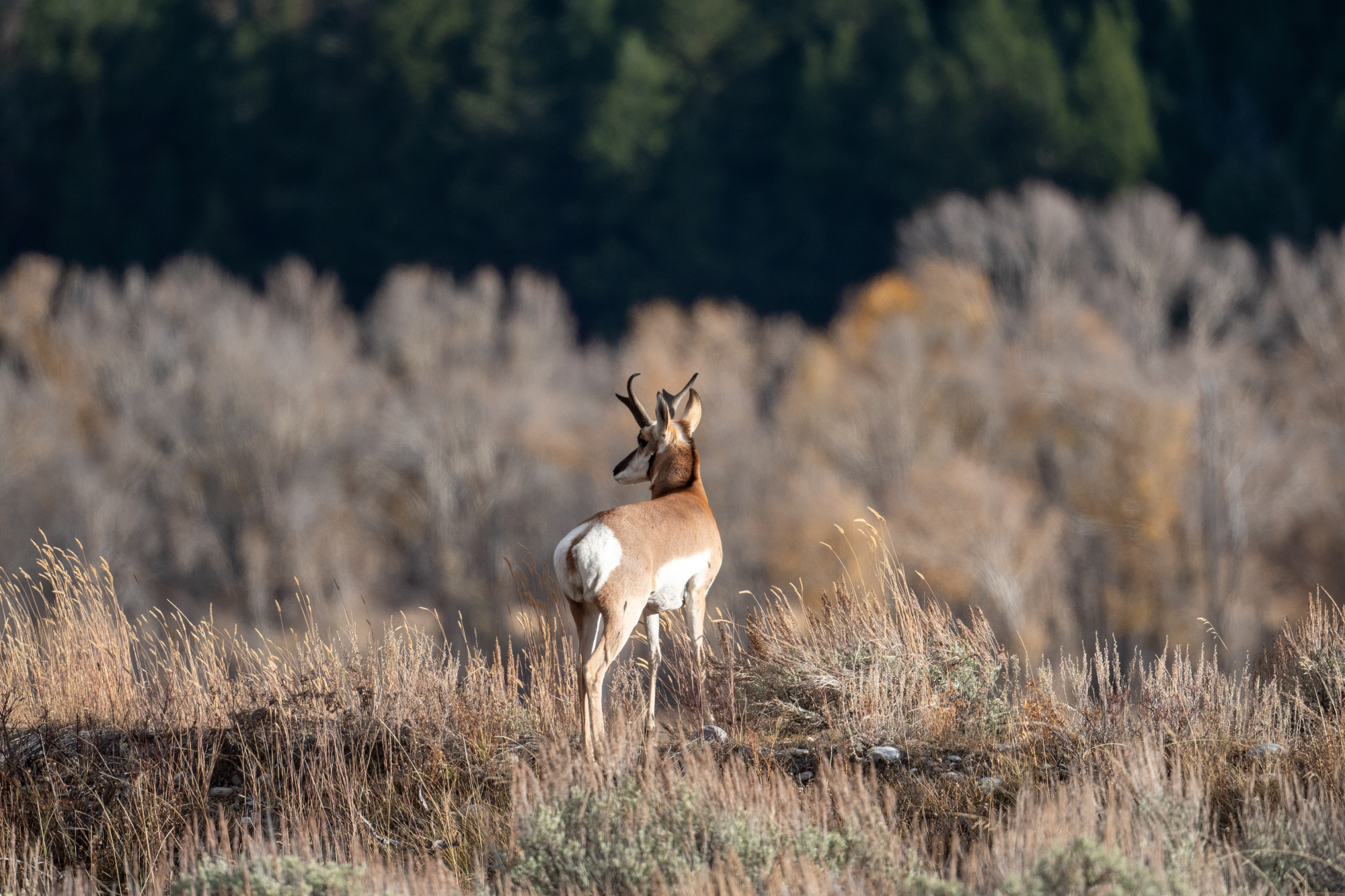 Pronghorn antelope near Bryce trails